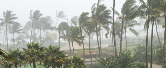Image of Palm Tress in a Strong Storm